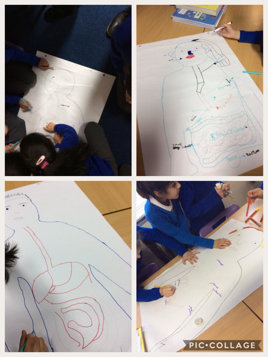 Year 4 are drawing life size #digestivesystems in #Science today! @Cornerstonesedu