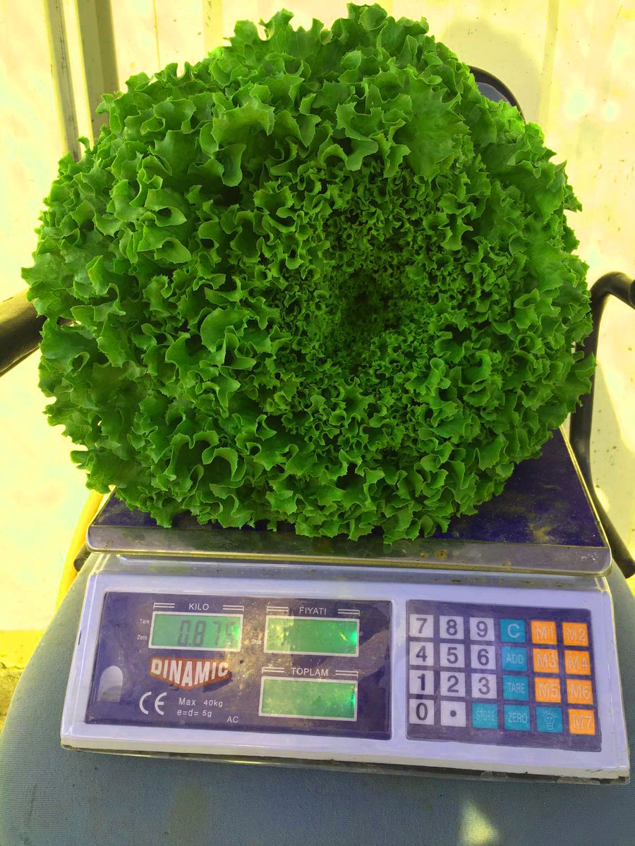 Plantekno's tweet photo. Lettuce growth in the #greenhouse with the #hydroponic method by our friend @mehmetemekli. Thanks for sharing with us. #Aquaponics #FreshCrops #Farming #Horticulture #Agriculture #Lettuce #Hydroponics https://t.co/8ucM2i7CKS