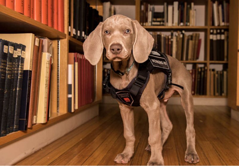 sonoticiaboaofc's tweet photo. Museu contrata bebê Weimaraner para proteger obras valiosas
https://t.co/15CxLhb0On
#sonoticiaboa #goodnews #weimerainer #cão #obrasdearte #museu #farejador #filhotes https://t.co/TTLyzSe5OV