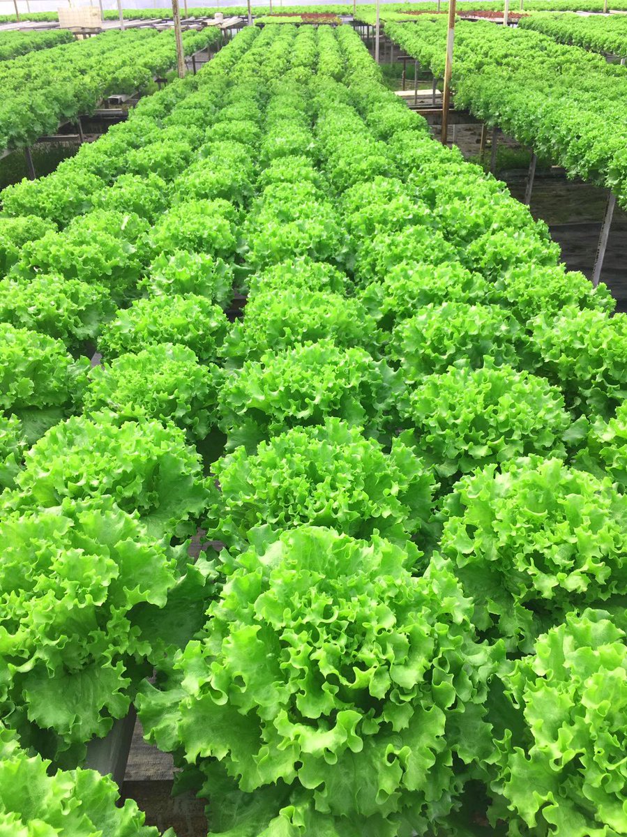Plantekno's tweet photo. Lettuce growth in the #greenhouse with the #hydroponic method by our friend @mehmetemekli. Thanks for sharing with us. #Aquaponics #FreshCrops #Farming #Horticulture #Agriculture #Lettuce #Hydroponics https://t.co/8ucM2i7CKS