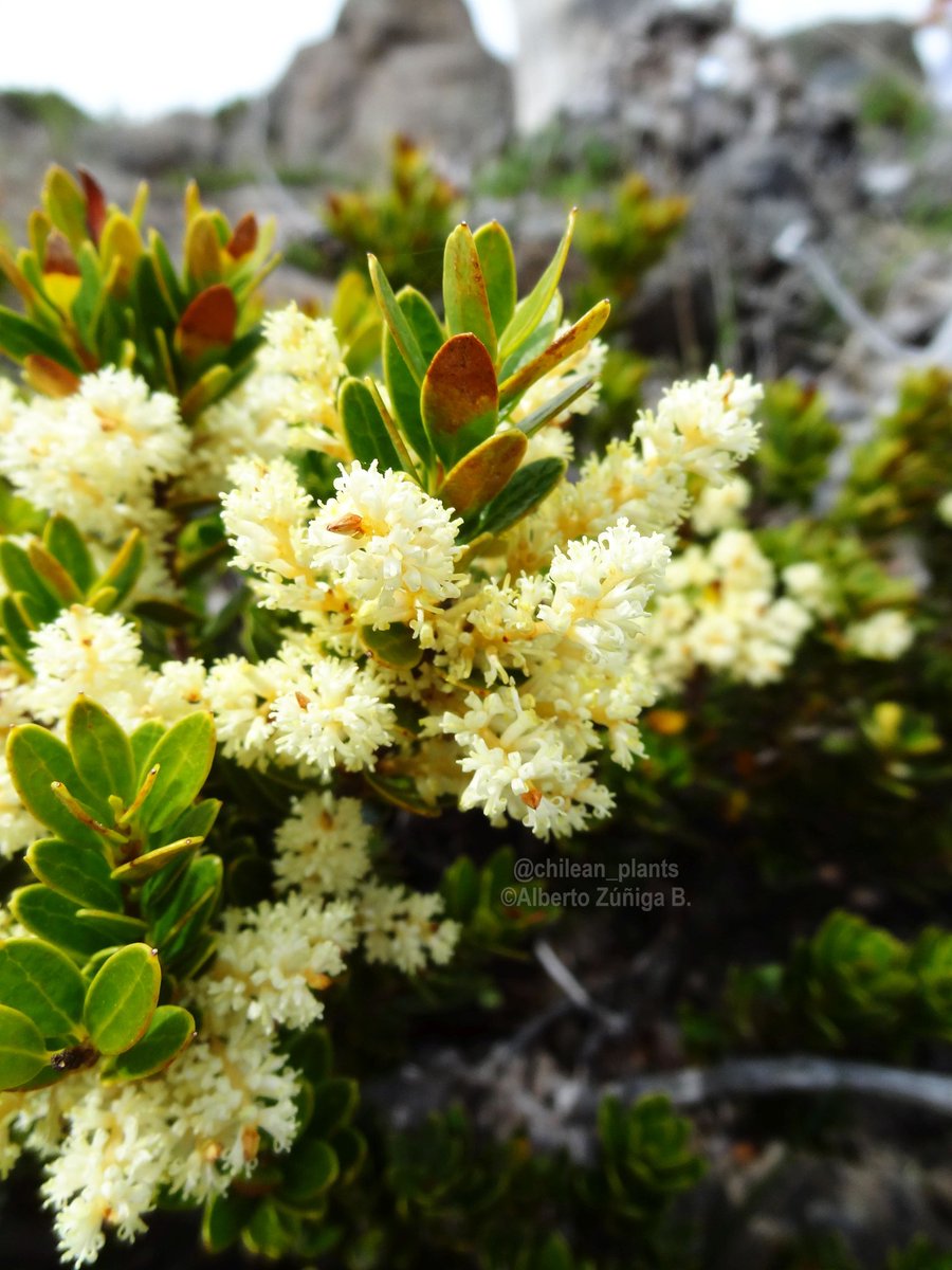 chilean_plants's tweet photo. 🔸#Orites myrtoidea🔸
"Radal enano". #floradeChile amenazada. Evergreen shrub/arbusto perenne. Up to 6 feet/2 m. Maule to Araucanía. In PN Tolhuaca.
Colonizing on rocks in area of a burned Araucaria forest
#Proteaceae #Chileanflora #Andeanflora https://t.co/gpJZAZvZnb