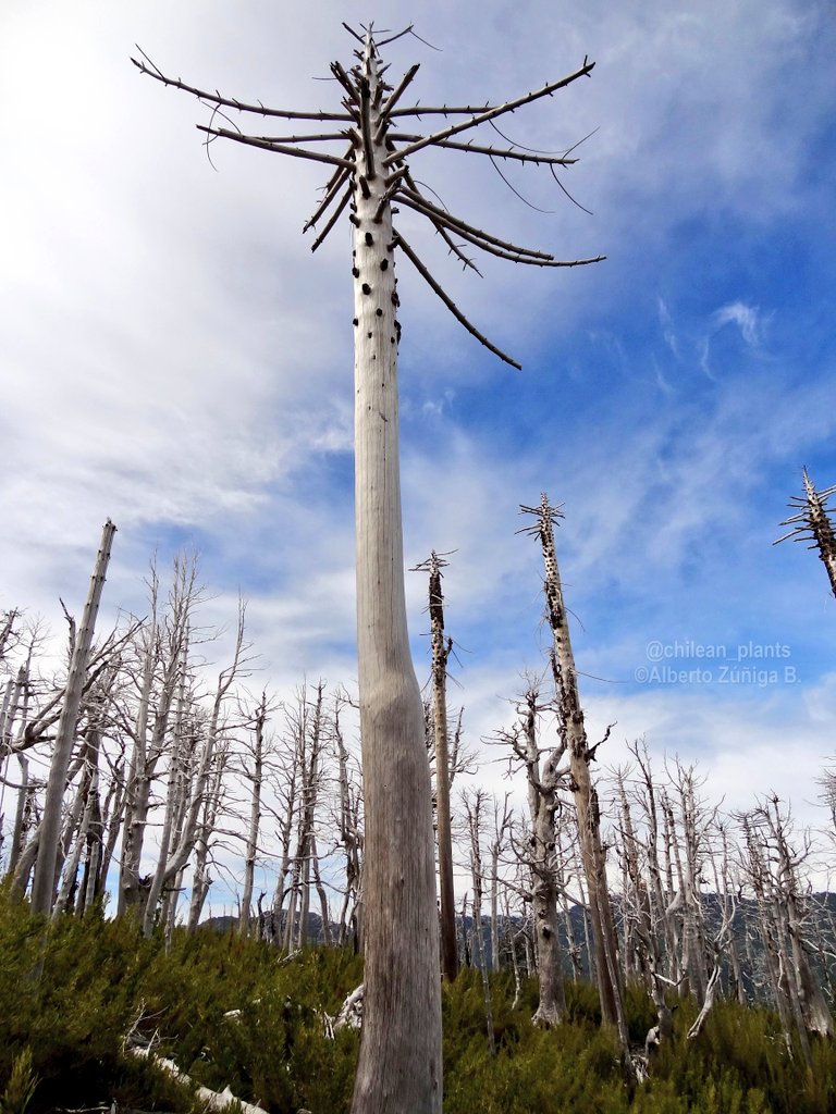 chilean_plants's tweet photo. 🔸#Orites myrtoidea🔸
"Radal enano". #floradeChile amenazada. Evergreen shrub/arbusto perenne. Up to 6 feet/2 m. Maule to Araucanía. In PN Tolhuaca.
Colonizing on rocks in area of a burned Araucaria forest
#Proteaceae #Chileanflora #Andeanflora https://t.co/gpJZAZvZnb