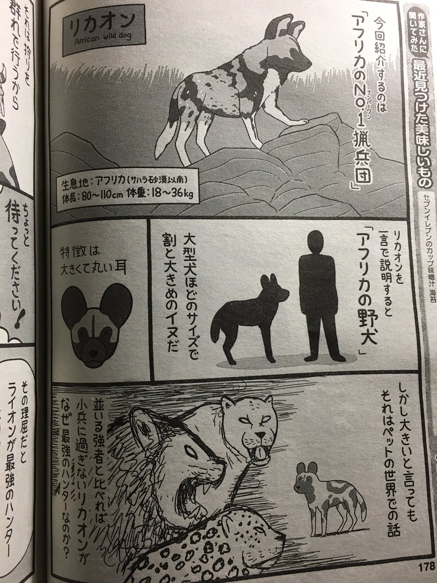 【宣伝】
本日発売のまんがくらぶに「まんがでわかる動物講座」載っています
今回紹介するのは、アフリカで最も狩りが上手い動物と言われている
「リカオン」です
よろしければ是非ご覧になってください? 