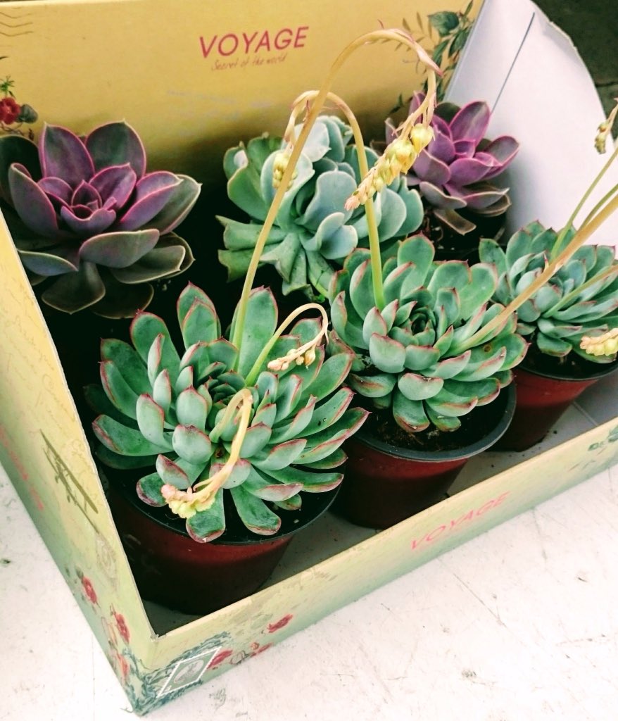 GriffinGlasshse's tweet photo. RT @WhiteDoveLMK: The pink and grey green hues of Echeveria look so lush in cool grey light, perfect to liven up an indoor windowsill in a small pot or a few in trough #bringmecolour #perfectplants #houseplants https://t.co/Dpv3m46Ij5