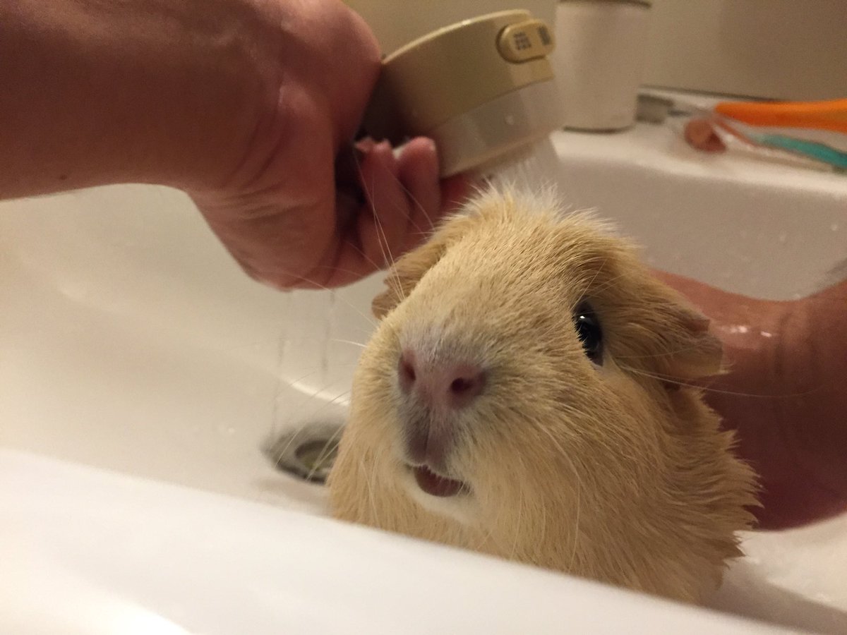 モナカとマロンのお風呂タイム