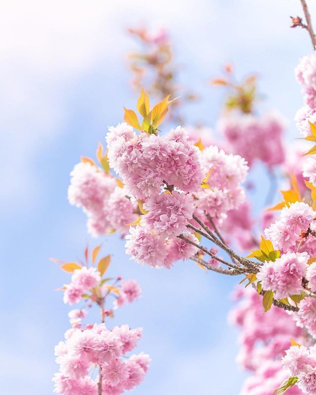 Happy Monday folks! Some cherry blossom pom poms for you today from last spring to bring some cheer to the new week {not so spring like here at the moment - we just had a flutter of snow!}. My energy is very low at the moment and all I can do is rest, so… ift.tt/2GOmqPm