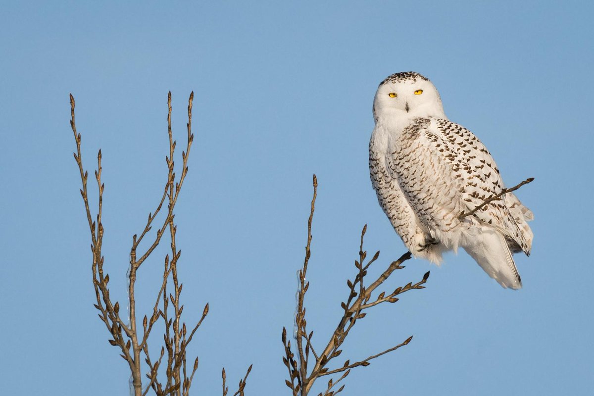 ChezNousQc's tweet photo. Emblème aviaire du Québec depuis 1987, ce superbe rapace blanc aux yeux jaunes au regard perçant est si fascinant. #cheznousauquebec #harfang ❄️😍
Photo: Jocelyn Praud https://t.co/5Vo7FdN9xa