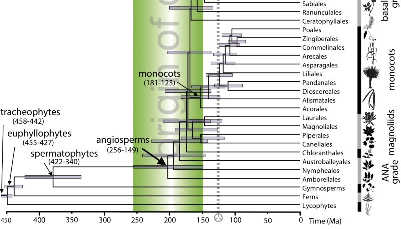NewPhyt's tweet photo. When did flowers originate? Researchers from UK and China close in on the 'abominable mystery': https://t.co/V9HKopCNDz

Read the #openaccess paper: https://t.co/I7G7nwwcNp

@barbapsidium @glpcjd @mariodosreis @ucl @QMUL @BristolUni https://t.co/DOSvIbyfKb