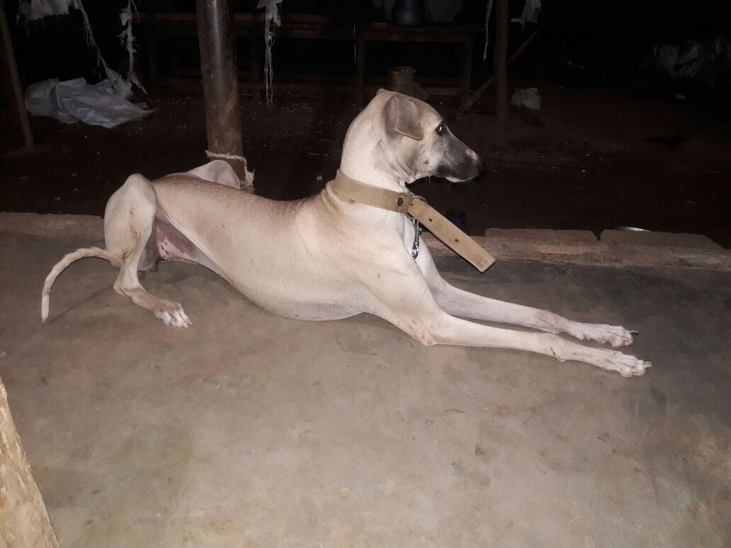 KPerumai's tweet photo. BenJ Brother Kanni Dog...
#KanniTamilaninPerumai
#KanniThePrideOfTamilians
#dogs #dogsoftwitter #pets #KanniDogs #HoundDogs https://t.co/mBTVMgh5yx