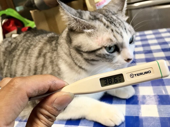 【裏技】
猫に体温計を当てると学校をサボれることか判明。