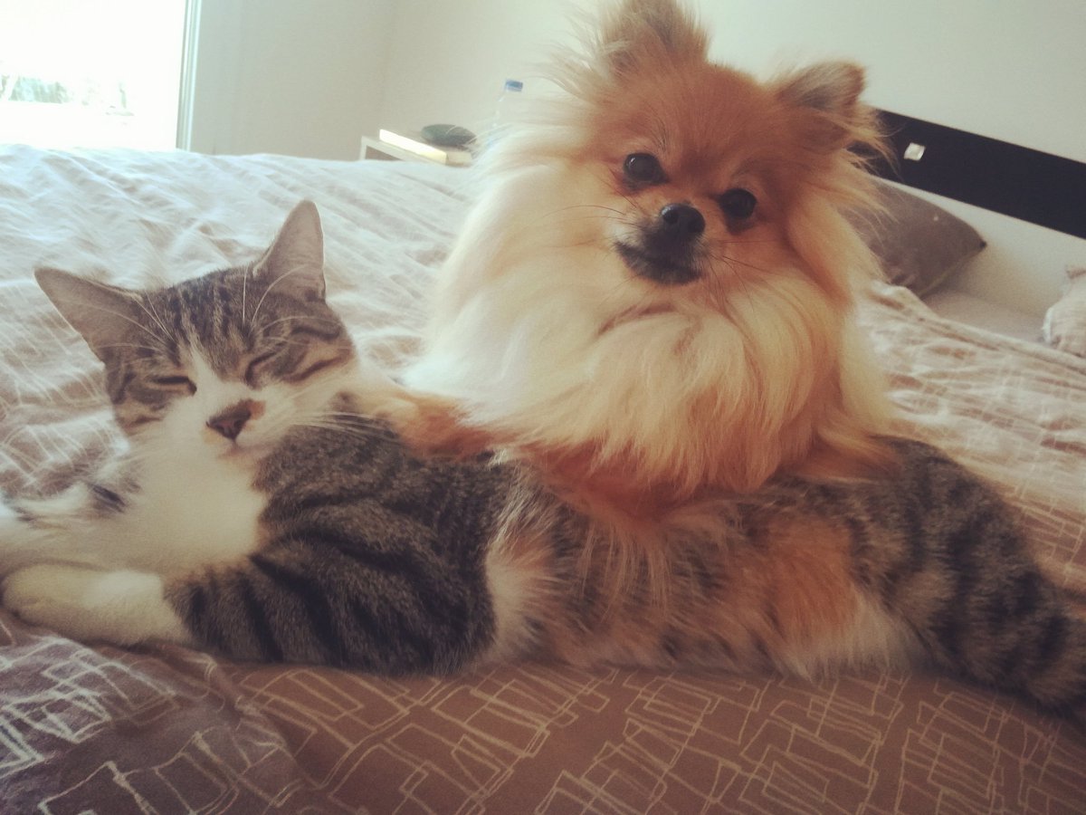 Resultado de imagen para pomeranian dog, hugging a cat