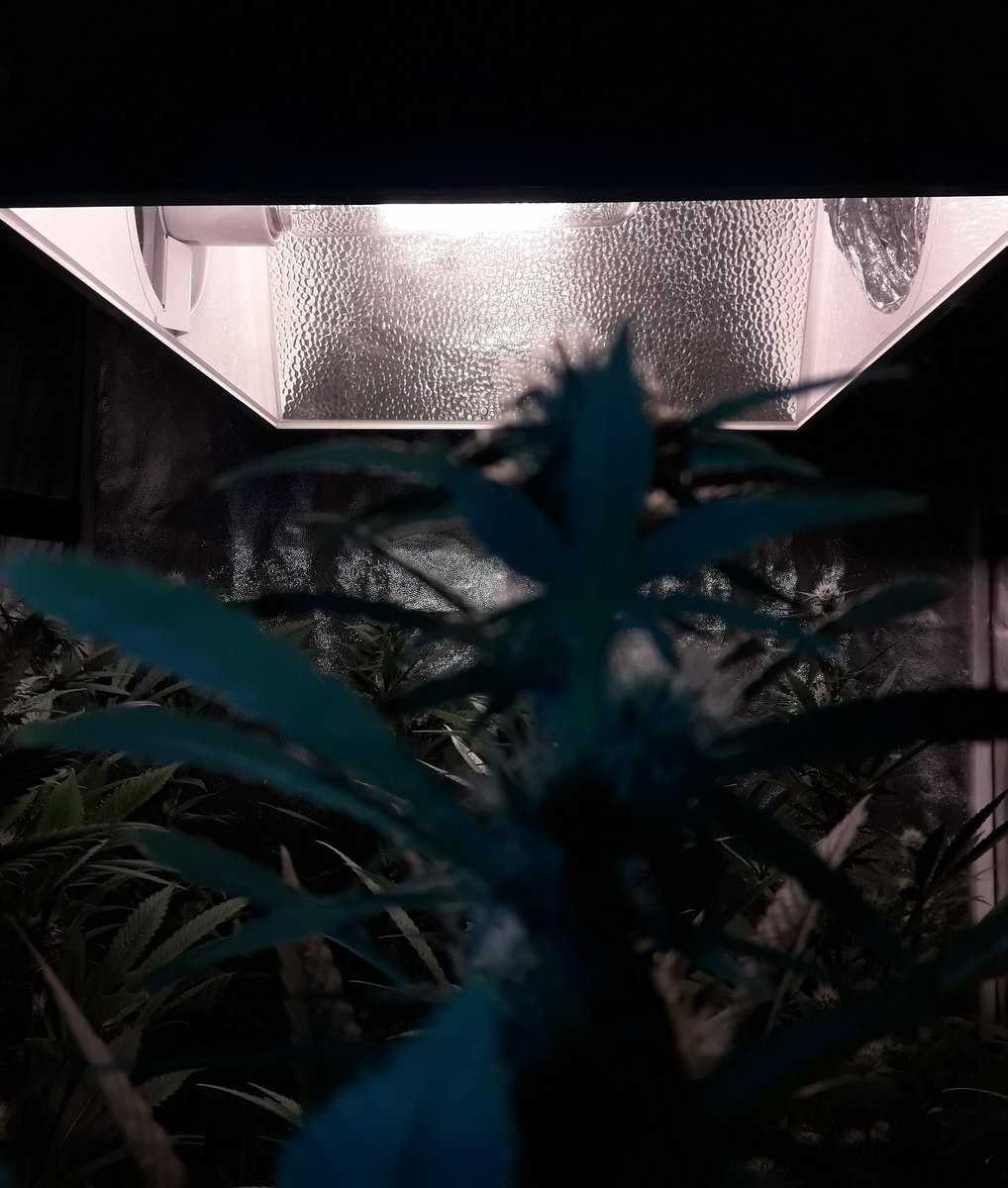 Apez140's tweet photo. Weed Día Casi tarde ya @GreenbudSeeds y Mejor comienzo de Semana #EquipoGrande.
Mira #Spitfire imparable bajo #HPS600WTS @LUMiiLighting #LightHouseMAX #RefPet @HydroGardenLtd y #CocoAllMix @ProXL_Spain , #Orgánico.
Un Abrazo desde nuestra Ensenada,
Alegría, Paz y Semis;-))) https://t.co/tUuhQTkf4C