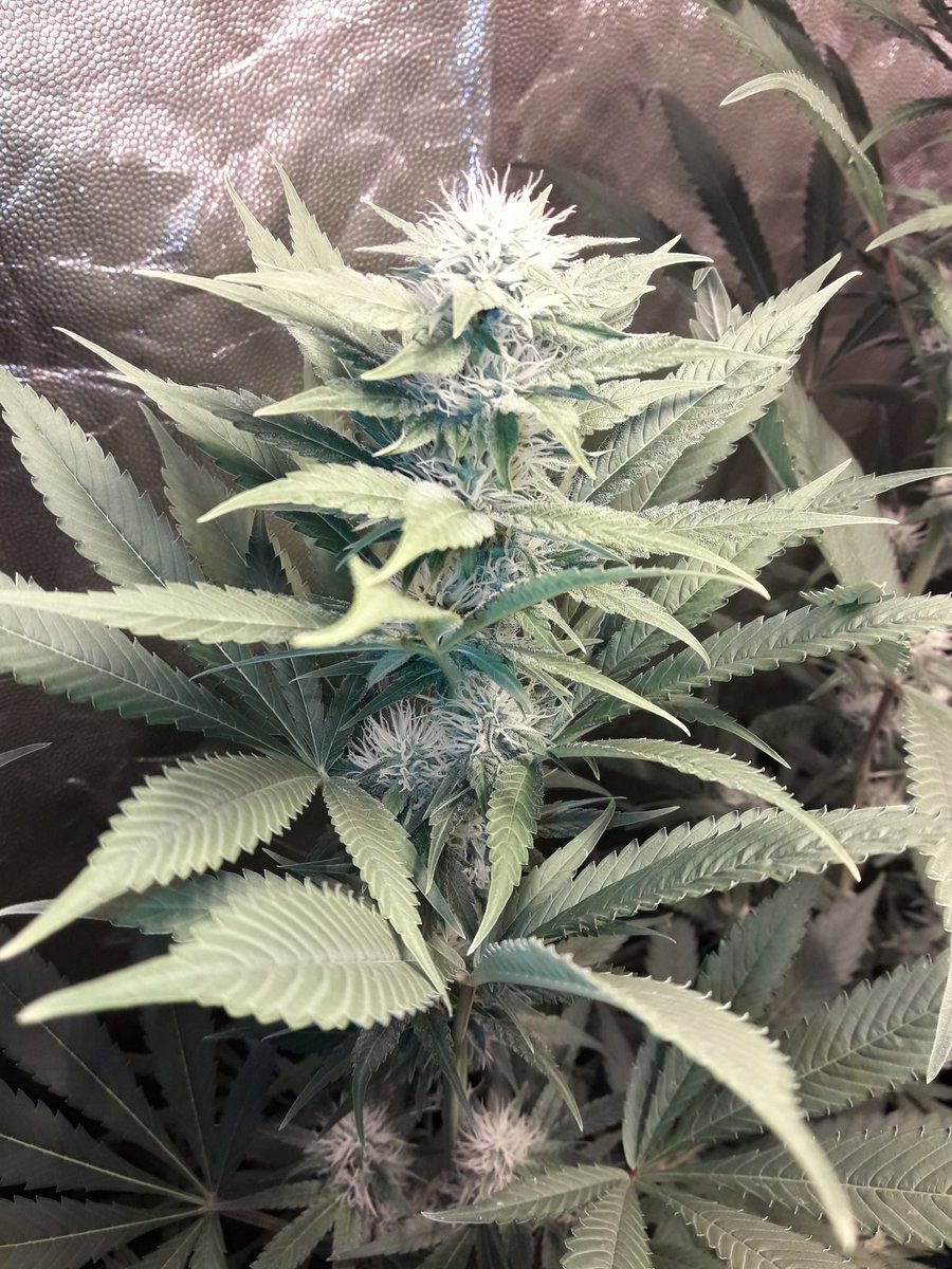 Apez140's tweet photo. Weed Día Casi tarde ya @GreenbudSeeds y Mejor comienzo de Semana #EquipoGrande.
Mira #Spitfire imparable bajo #HPS600WTS @LUMiiLighting #LightHouseMAX #RefPet @HydroGardenLtd y #CocoAllMix @ProXL_Spain , #Orgánico.
Un Abrazo desde nuestra Ensenada,
Alegría, Paz y Semis;-))) https://t.co/tUuhQTkf4C
