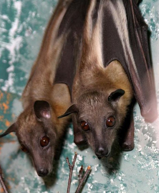 OccasionalBat's tweet photo. It's Monday. Stay batty! https://t.co/hPzDrNffhE