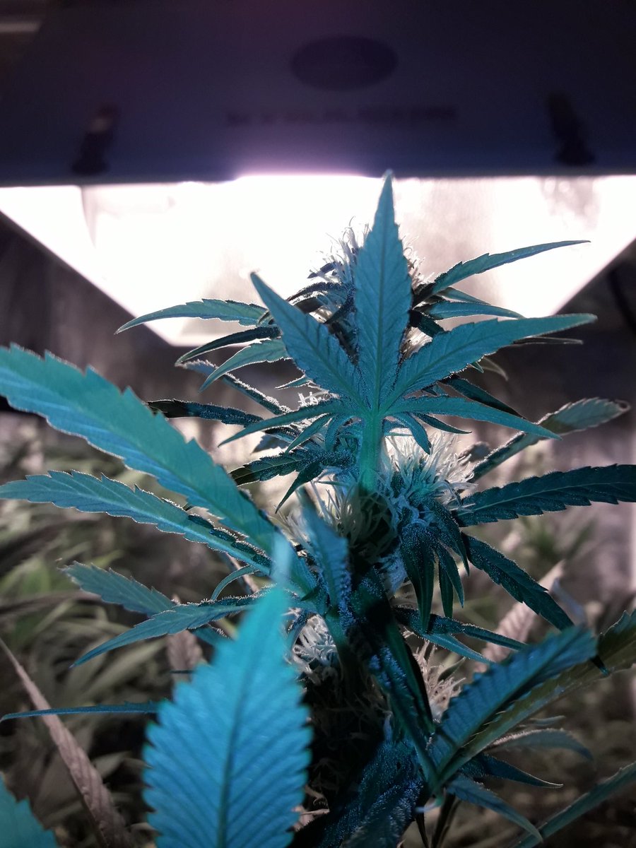 Apez140's tweet photo. Weed Día Casi tarde ya @GreenbudSeeds y Mejor comienzo de Semana #EquipoGrande.
Mira #Spitfire imparable bajo #HPS600WTS @LUMiiLighting #LightHouseMAX #RefPet @HydroGardenLtd y #CocoAllMix @ProXL_Spain , #Orgánico.
Un Abrazo desde nuestra Ensenada,
Alegría, Paz y Semis;-))) https://t.co/tUuhQTkf4C