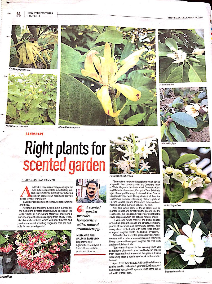 adli_diin77's tweet photo. for scented garden,we must know the right plants and their character..then we can deal with it.. #NST #My1DOA #sharingiscaring https://t.co/cH6gz0834u
