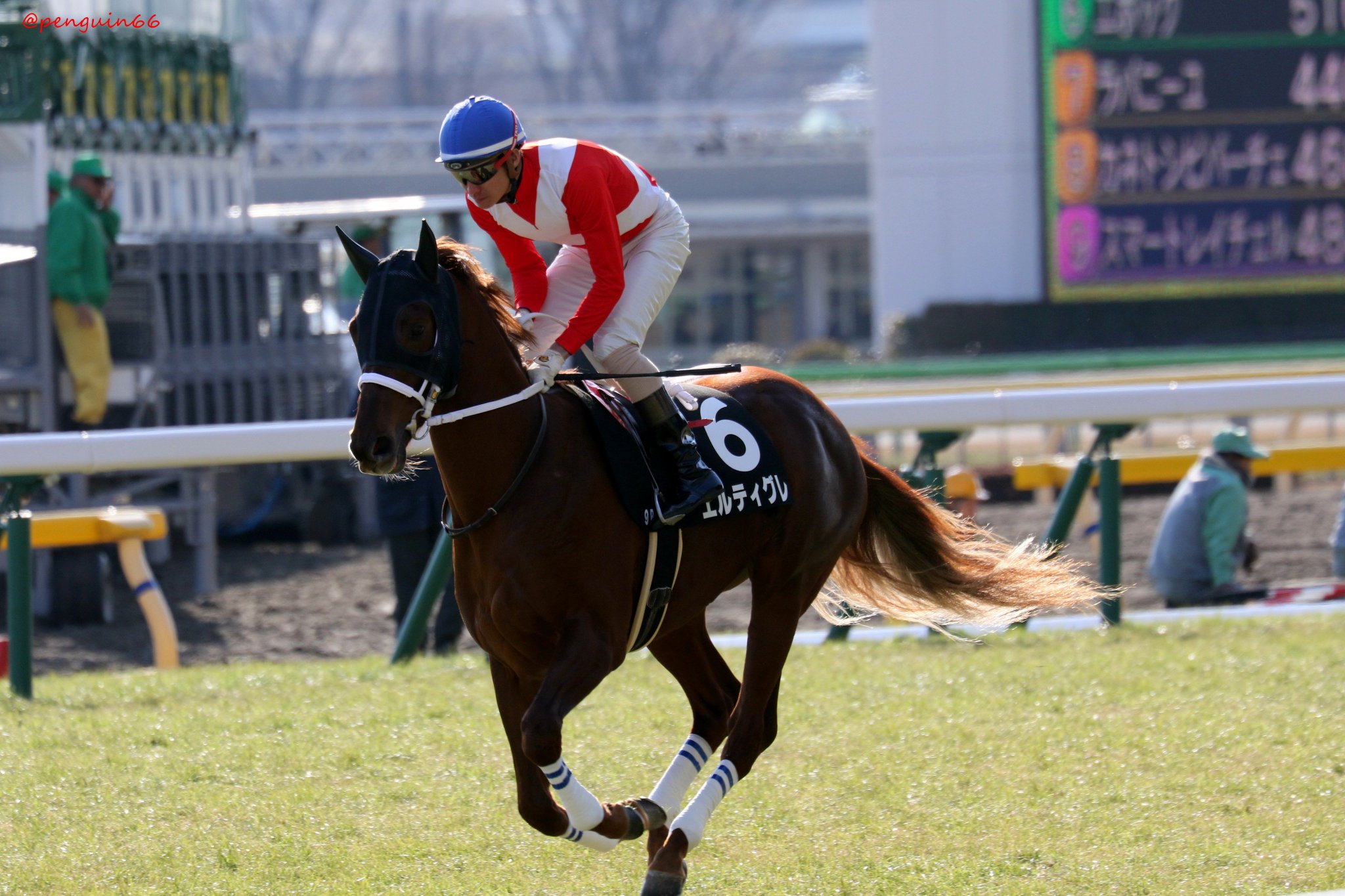 ট ইট র ぺんぎんさん 1804東京9r 6エルティグレ 光を浴びて エルティグレ Keiba