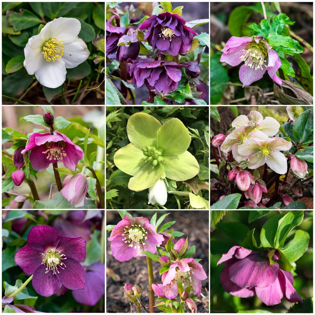 VenetiaJane's tweet photo. 'Melampodium' is an ancient name for the Hellebore after Melampus, a Greek seer and healer. Legend tells that he cured the madness inflicted upon the daughters of the King of Argos by giving them milk from goats fed on Hellebores. #flowers #myths #folklore https://t.co/saS94jdUPi