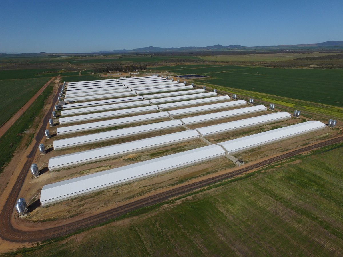 LEMCOGroup's tweet photo. Our client, No 2 Piggeries utilized our Hybrid Steel Structures for their for their high-tech Chalala piggery between Malmesbury and Darling in the Western Cape 129000m² #LEMCO #webuiltthis #Steel #Structures #Construction #WesternCape https://t.co/mcMiYPkUFB