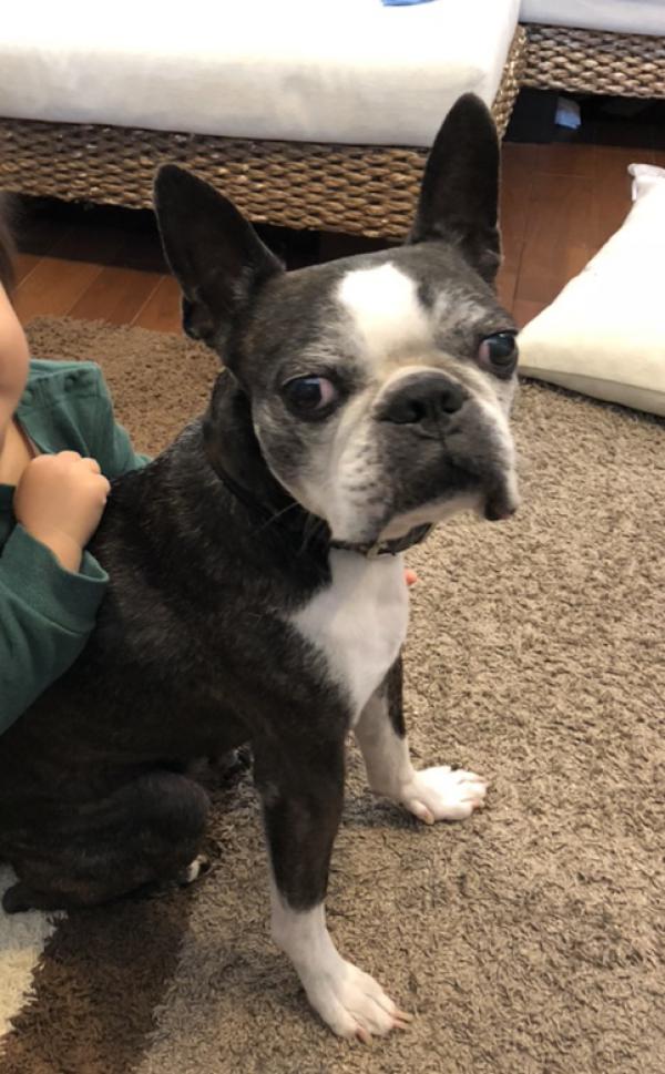 迷子ペット Net 迷子犬の掲示板 愛知県刈谷市今川町でボストンテリアが迷子です 情報提供と拡散お願いします 迷子犬 迷い犬 愛知県 刈谷市 T Co Omojdakafx