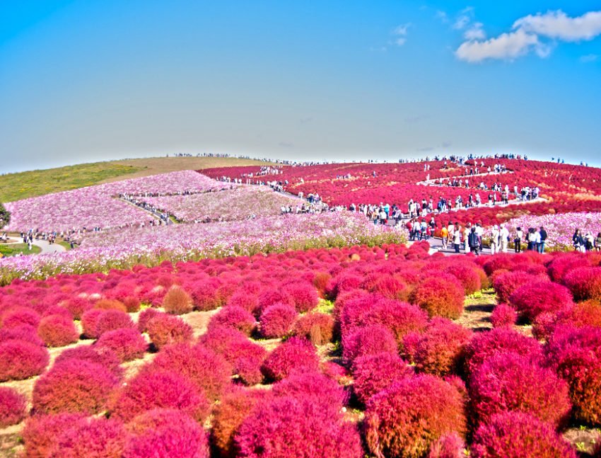 FunAdventure_'s tweet image. Autumn atau musim gugur adalah salah satu waktu terbaik untuk libuan ke Jepang.

Rencanakan liburanmu ke Jepang mulai sekarang. Info &amp;amp; booking: tinyurl.com/yatudhc8