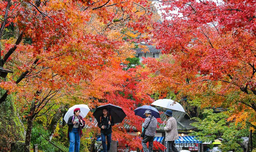 FunAdventure_'s tweet image. Autumn atau musim gugur adalah salah satu waktu terbaik untuk libuan ke Jepang.

Rencanakan liburanmu ke Jepang mulai sekarang. Info &amp;amp; booking: tinyurl.com/yatudhc8