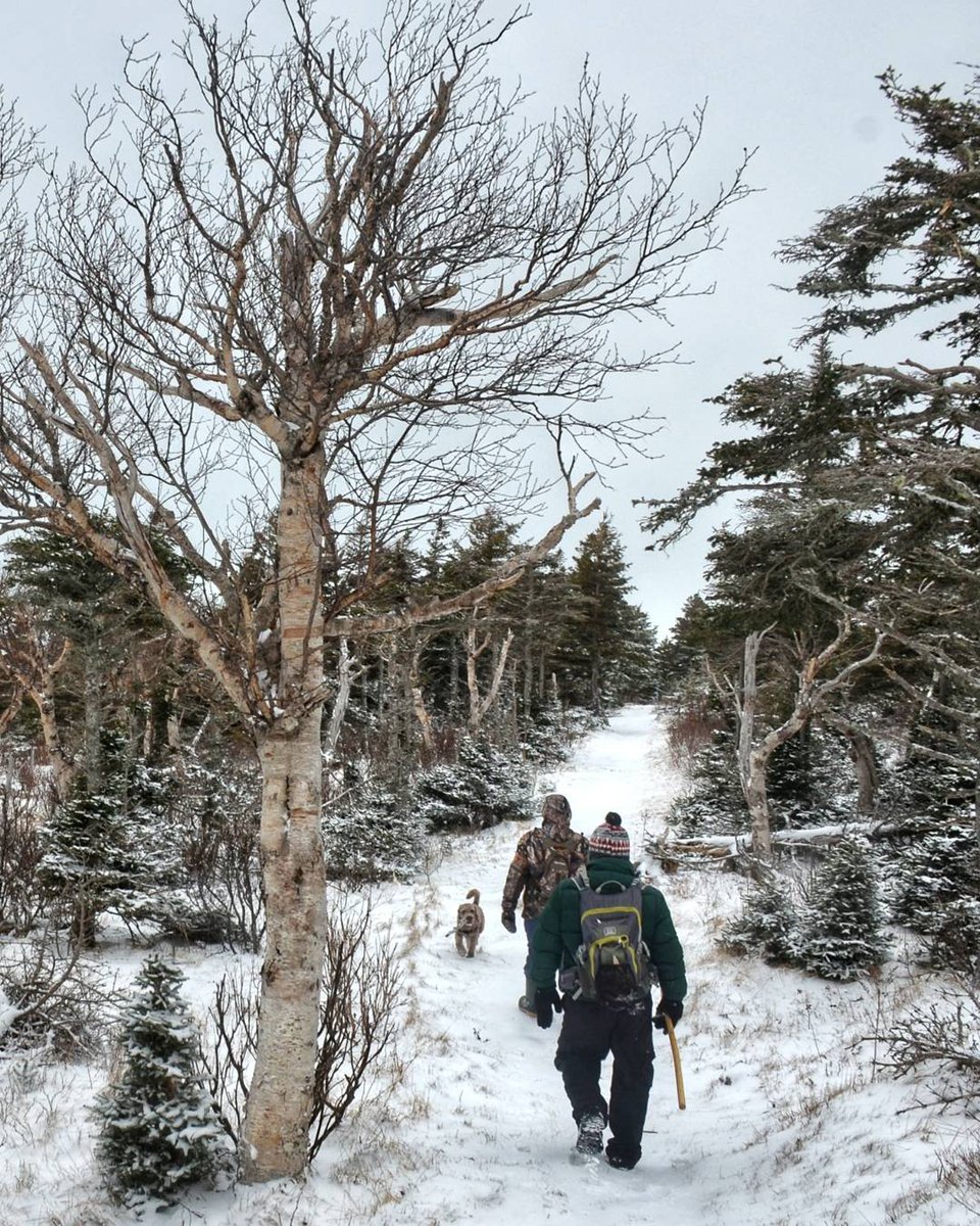 CapeBreton_Hike's tweet photo. The Acadian trail in the Cape Breton Highlands National Park offers amazing scenic views. The trail follows the river and meanders through an old forest.
.
#CapeBreton #capebretonisawesome #hiking #outdoors #ExploreCanada #ExploreCB #ExploreCBWinter #NovaScotia #visitnovascotia https://t.co/UYJAmPbdht