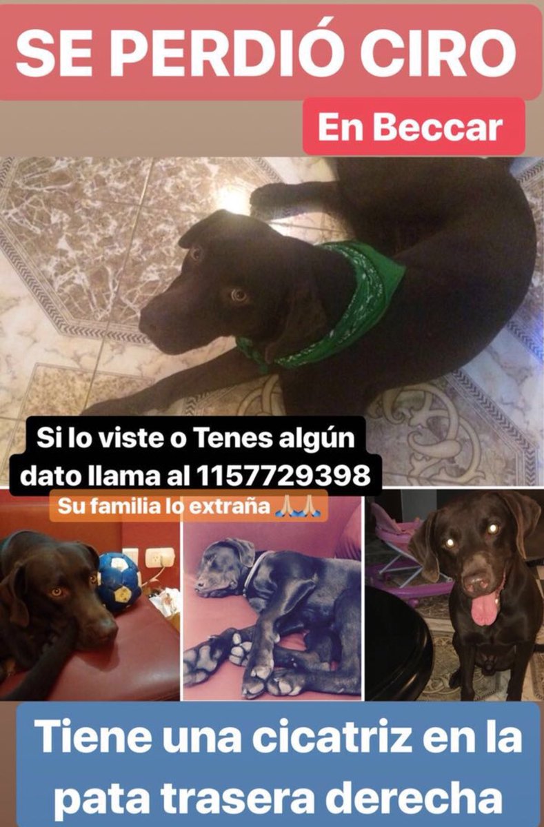 luispineyro's tweet photo. Se perdió Ciro, es el perro de un amigo y están desesperados buscándolo. RT 🙏 y si lo viste llama al 115-772-9398 https://t.co/4Cn1qZVmqN