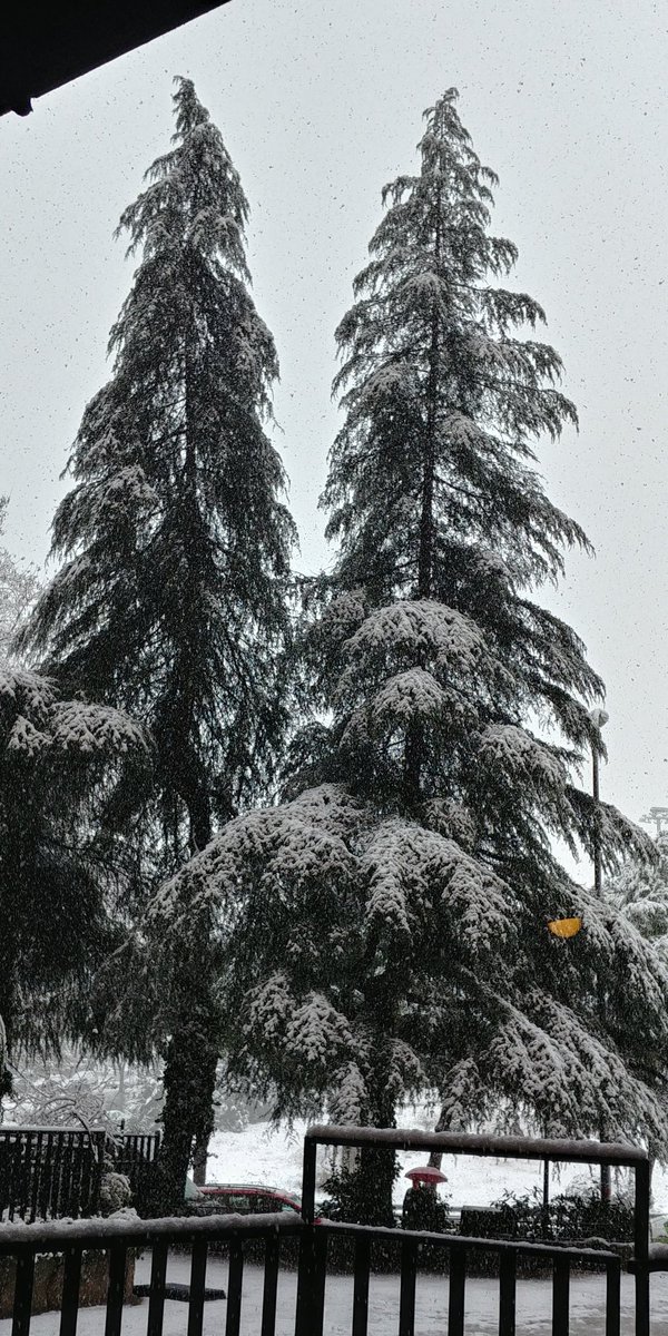 ॐ Fando Sarel ॐ tweet media