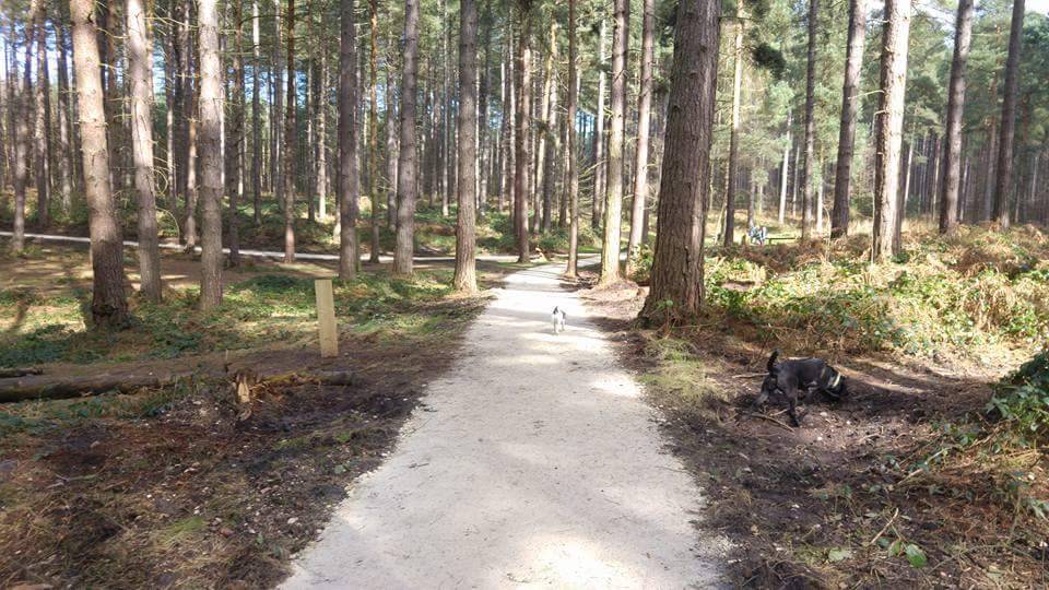 On All Fours - Dog Walking Service, Doncaster tweet media