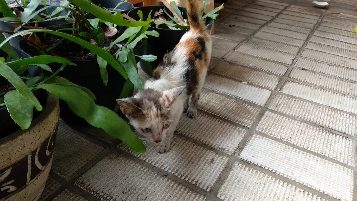 rayafahreza's tweet photo. This is little Latte.
She showed up from nowhere yesterday, quite friendly and brave. This morning she came back for breakfast and lunch. Hope little one sticks around. #foodforstrays https://t.co/3H3y52J1sp
