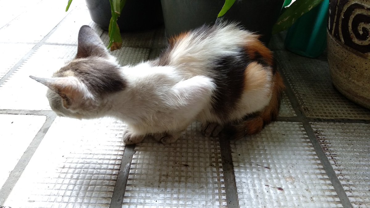 rayafahreza's tweet photo. This is little Latte.
She showed up from nowhere yesterday, quite friendly and brave. This morning she came back for breakfast and lunch. Hope little one sticks around. #foodforstrays https://t.co/3H3y52J1sp