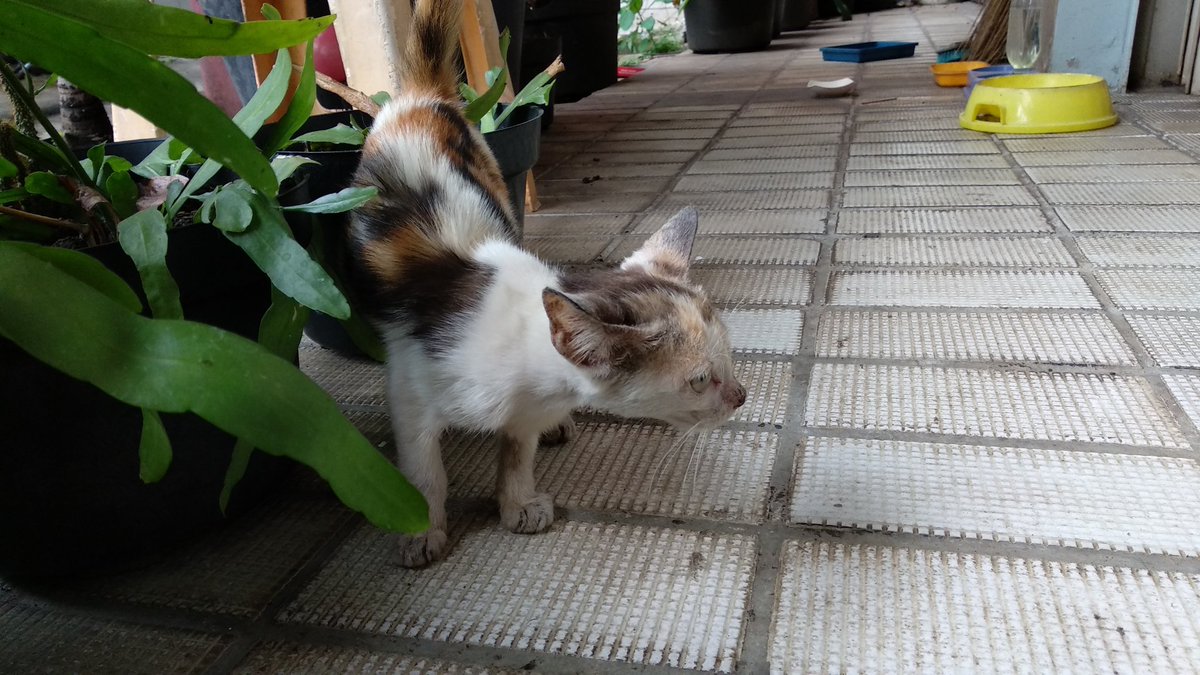 rayafahreza's tweet photo. This is little Latte.
She showed up from nowhere yesterday, quite friendly and brave. This morning she came back for breakfast and lunch. Hope little one sticks around. #foodforstrays https://t.co/3H3y52J1sp