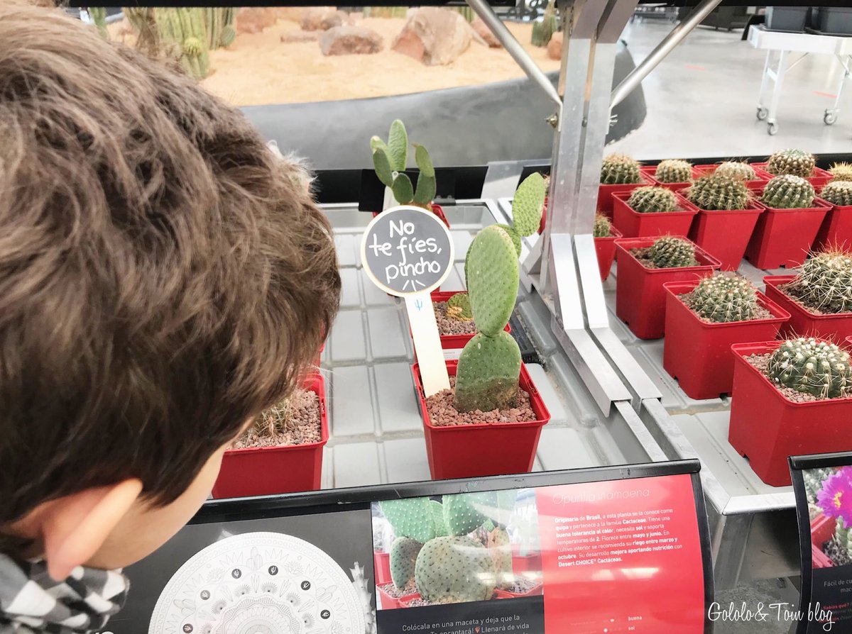 Gololoytoin's tweet photo. Hoy nos vamos a @visitdesertcity , un impresionante lugar para que los peques aprendan mucho sobre plantas xerófilas. ¿Que qué es eso? Pasa y te lo cuento 🌵 #minimad #ocioenmadrid #ocioconniños #planesenfamilia #madrid
https://t.co/gEguNY3Ojz https://t.co/O0vfUT96eL
