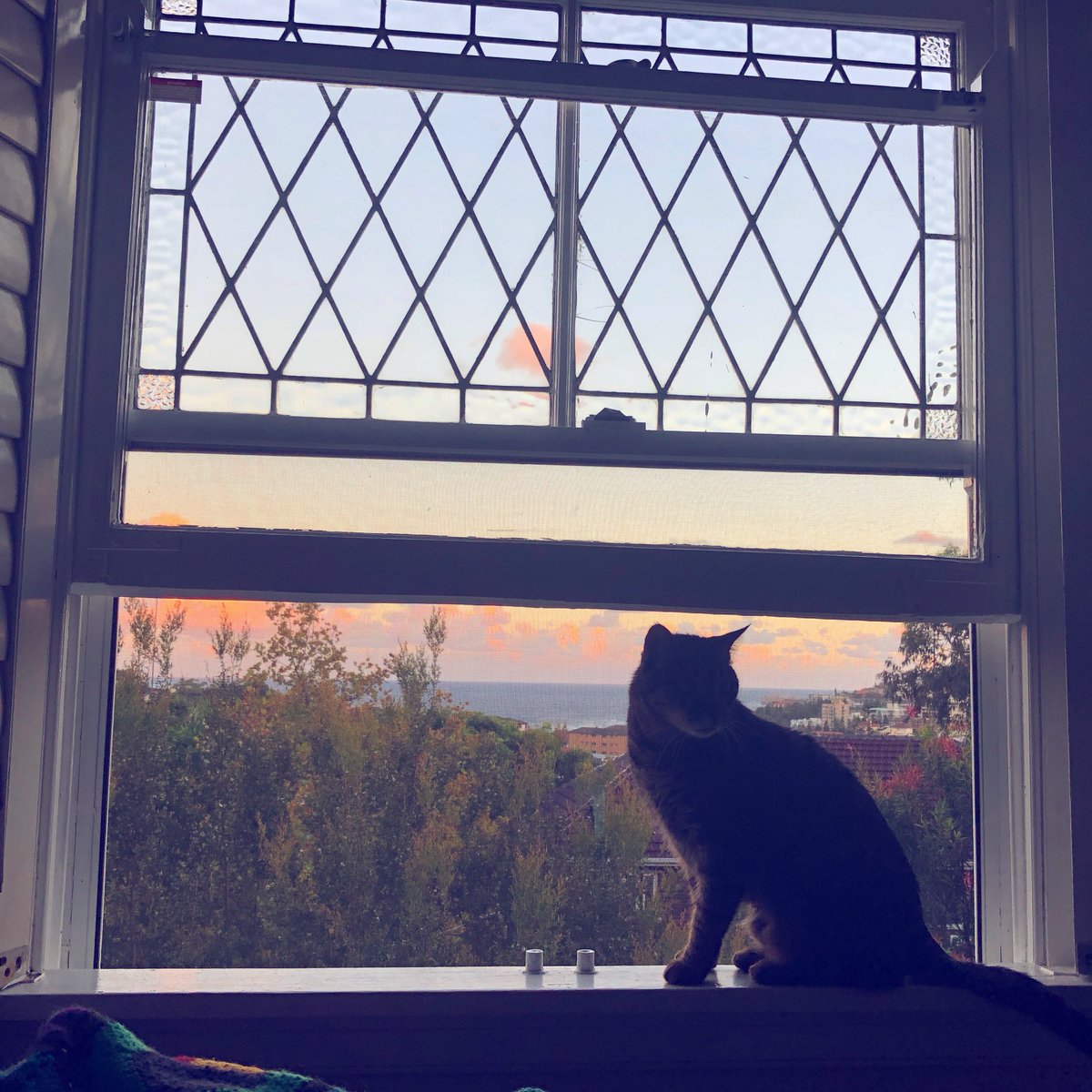 melissatraveler's tweet photo. One year ago at #AMOS2017 I broke my twitter lurking #twurking status with a cat pic, followed by lots of science. Today I celebrate with another, and a promise of much more science to come. #AMOS2018 https://t.co/3hR7TGZijn