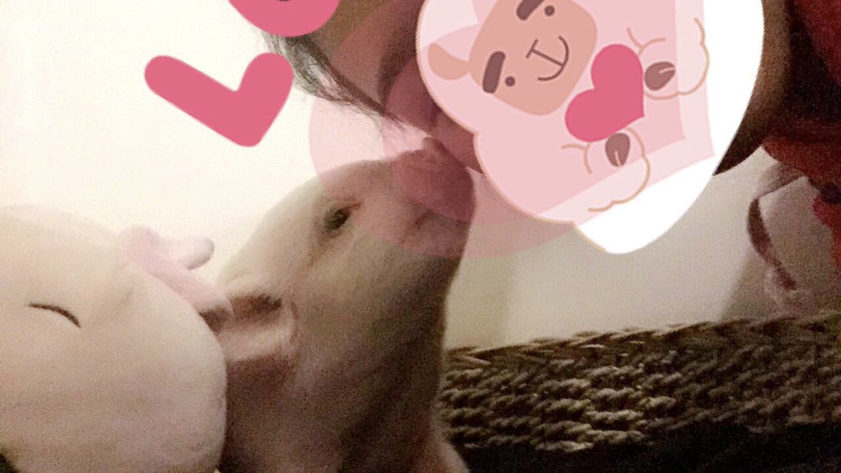 ShaimaLabeouf's tweet photo. “After all, what's a life, anyway? We're born, we live a little while, we die.” — E.B. White, Charlotte’s Web 

i’m lame ^ but RIP Belly😞 The house will never feel the same without u running around the kitchen looking for food and waiting for belly rubs anymore☹️Enjoy heaven💕 https://t.co/wy9LImDRX7
