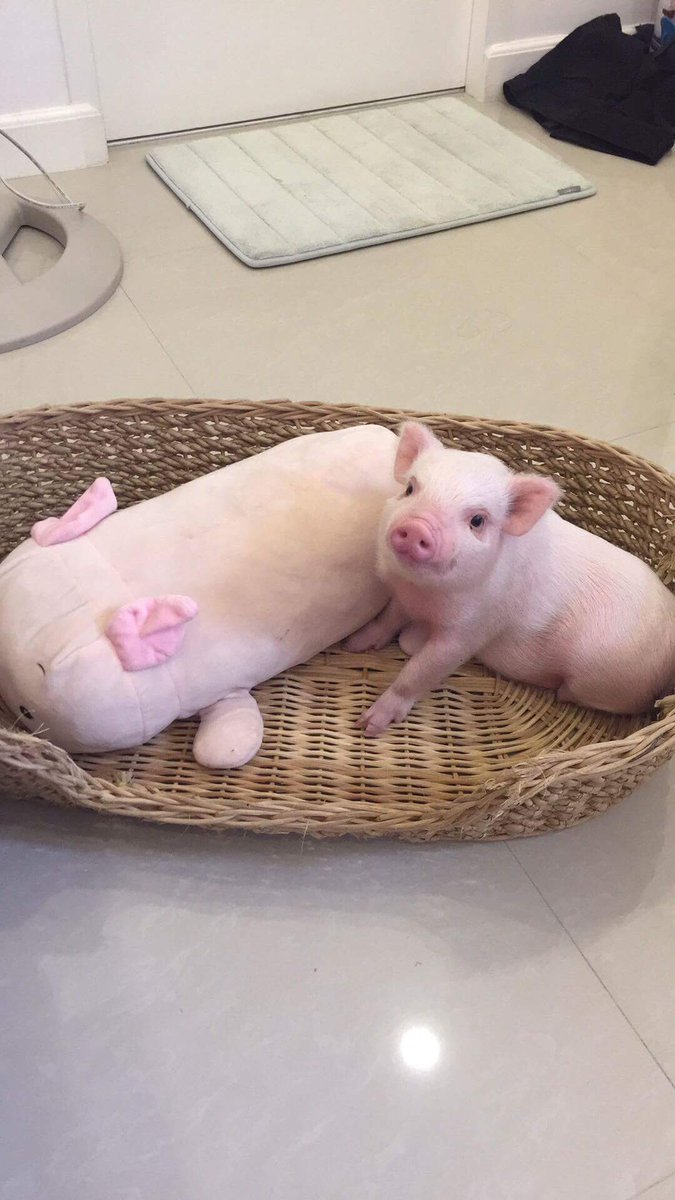 ShaimaLabeouf's tweet photo. “After all, what's a life, anyway? We're born, we live a little while, we die.” — E.B. White, Charlotte’s Web 

i’m lame ^ but RIP Belly😞 The house will never feel the same without u running around the kitchen looking for food and waiting for belly rubs anymore☹️Enjoy heaven💕 https://t.co/wy9LImDRX7