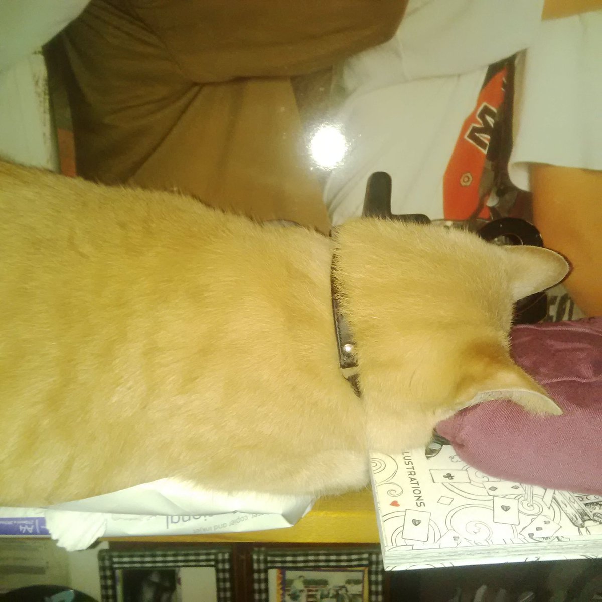 PHEEEEEE's tweet photo. Need a piece of paper but the pack of paper is under a sleeping feline so I must go without. #catpersonproblems https://t.co/VXiaV3TRKM