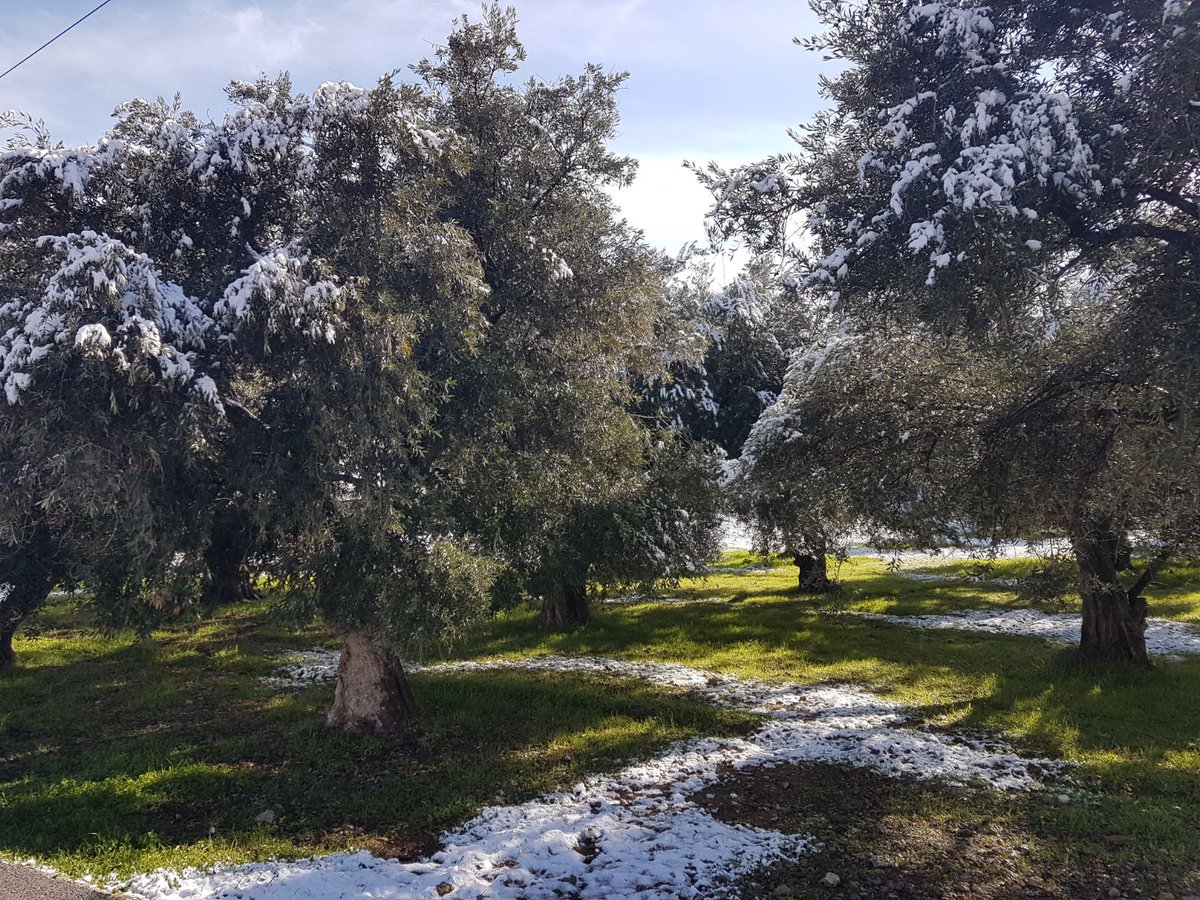 Manuelbarneo's tweet photo. Olivos centenarios nevados #nievaentreOlivos #culturaAOVE #nieve #NievaenGranada  #vivir #cubiertasVegetales #Agro #olivar #verde #eco #slowFood #slowTime #TierradeOlivos #SerAOVE #AOVE #aceitedeOliva #DOP #IGP https://t.co/zbrAQ27sEP