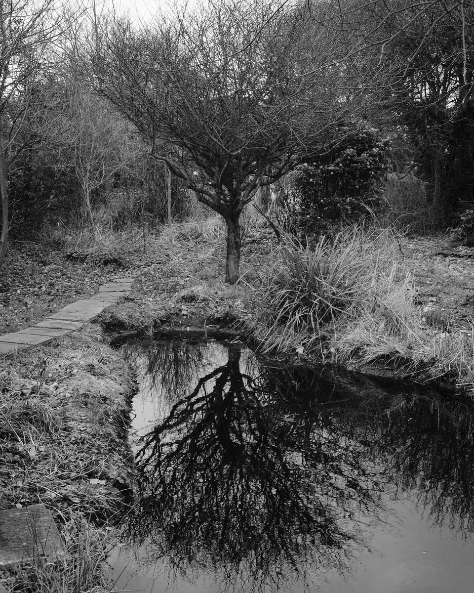ManuelaBoeckle's tweet photo. Common hawthorn #winter - can support more than 300 different insects; also great nesting shelter for birds #tatnamorganicpatch #tree #blackandwhitephotography #urbanorganicgarden #wildlife #medicinal #uknative https://t.co/i7vrV1Qlz0