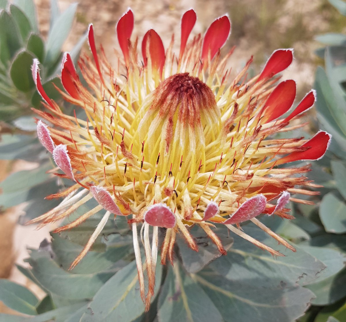 nick bailey on twitter just noticed this icon of south african