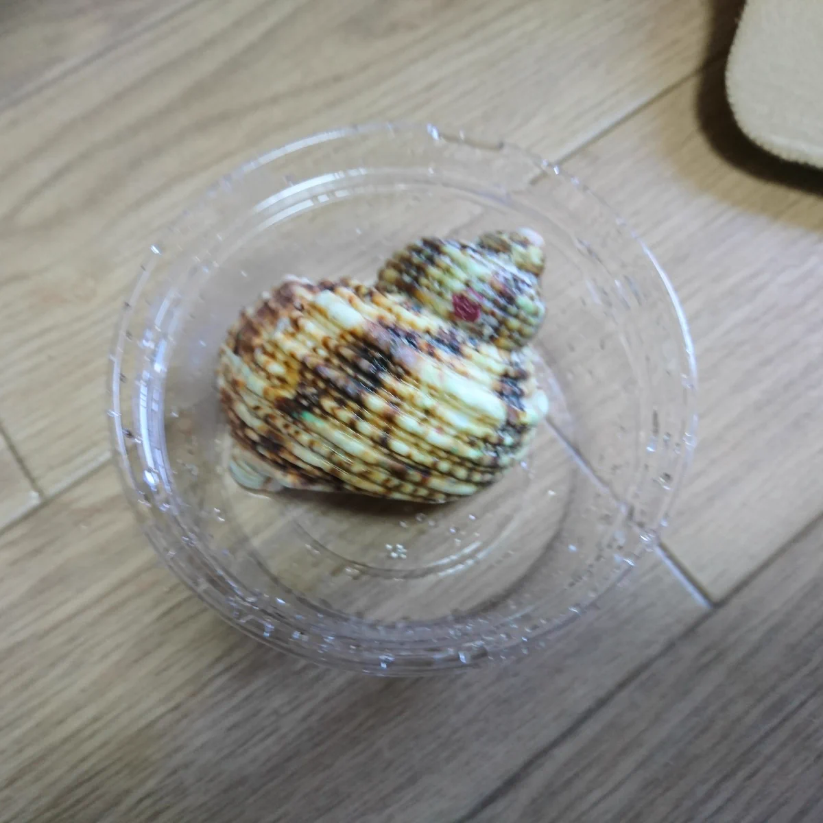 まるで真珠のよう！！　ただの貝殻を簡単に真珠色にする方法がスゴイ！！