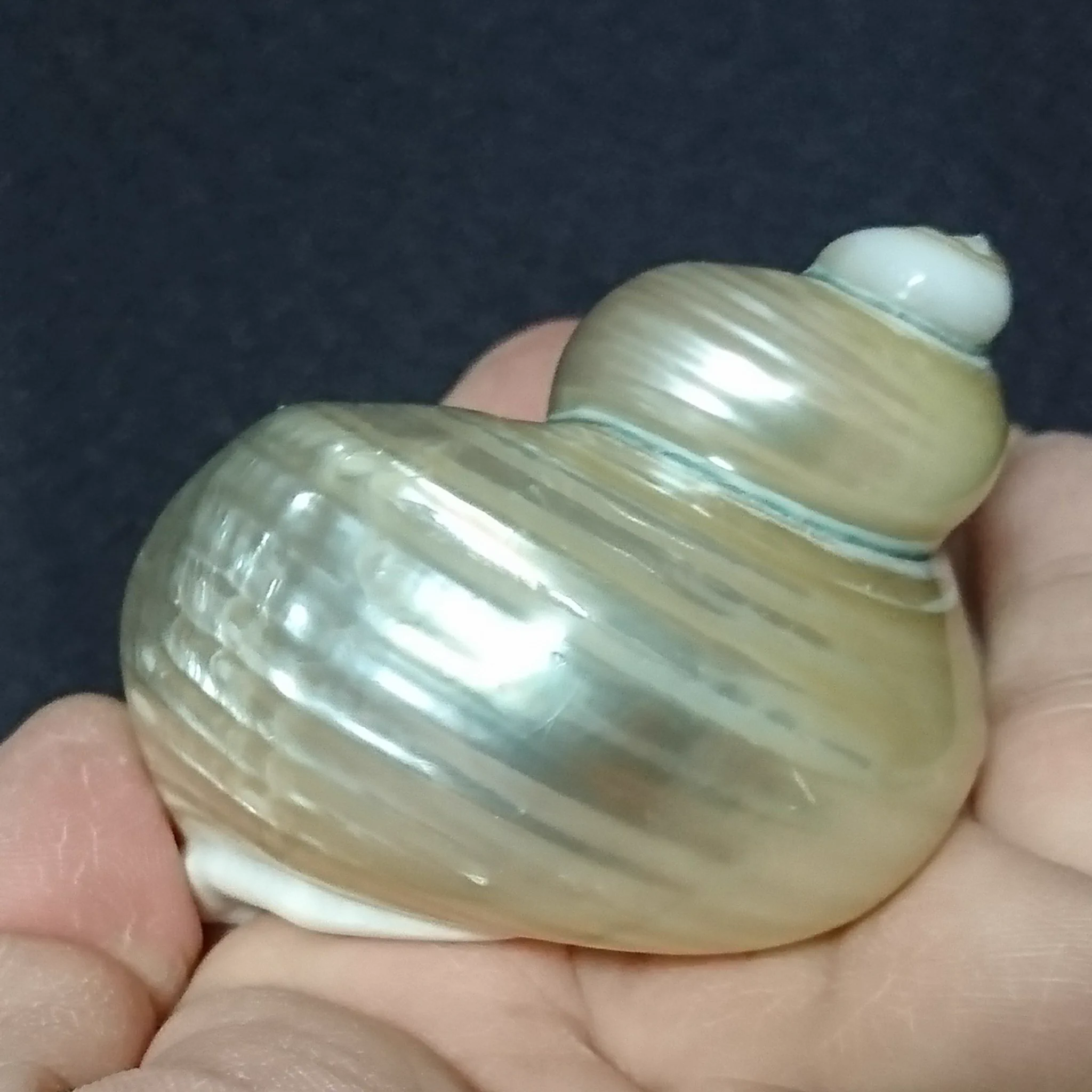 まるで真珠のよう！！　ただの貝殻を簡単に真珠色にする方法がスゴイ！！