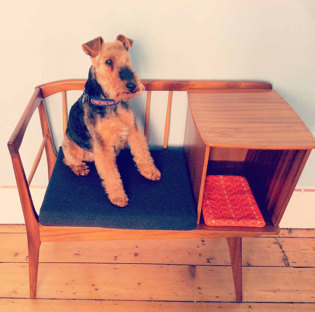 ForeverFoxed's tweet image. Naughty Noodles the #welshterrier has claimed our Telephone Table! (Bought from the fabulous @MustardVintage)