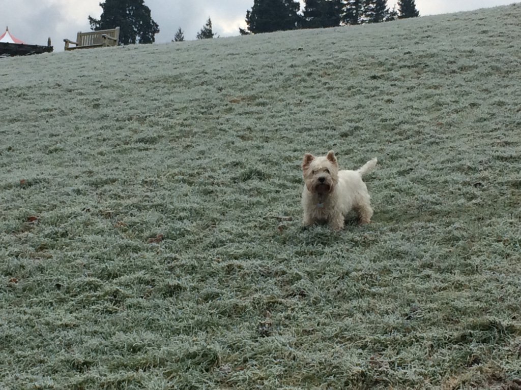 Can you guess which beautiful <a href="/belfastcc/">Belfast City Council</a> park Max, our #officedog visited this morning despite the #Frost  before work? <a href="/WeatherCee/">Cecilia Daly</a> <a href="/frank_broadcast/">Frank Mitchell</a> <a href="/angie_weather/">angie phillips</a> <a href="/barrabest/">Barra Best</a> No #MondayBlues for our #westie