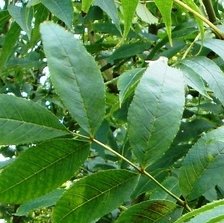 Looking for plants that grow well in shade? We have plenty! Have a look at the range of products that we do bit.ly/2rSyUCj