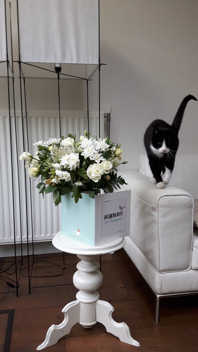 wenskaartvaas's tweet photo. #Cat Linky "helping" with fotoshoot #funnyanimals #cardvase #flowers https://t.co/ck8H1nzjb8