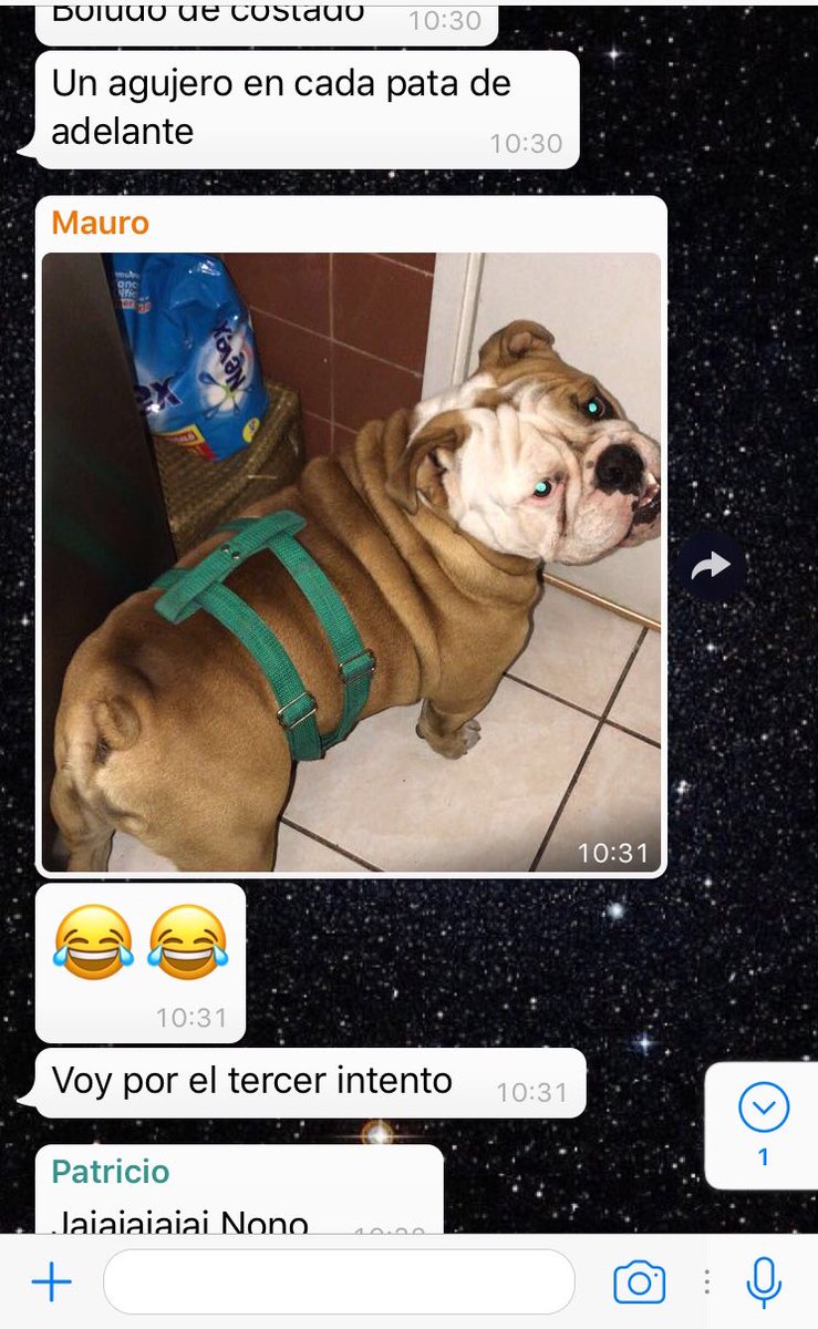 HagoLasArtes's tweet photo. Le pedí a un amigo que sacara a pasear al perri y sucedió esto, estoy doblada de risa https://t.co/hfqk2WQqWf