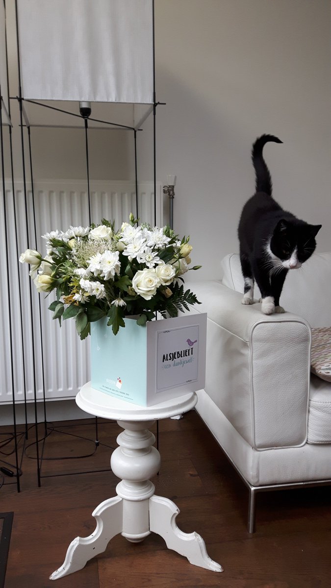 wenskaartvaas's tweet photo. #Cat Linky "helping" with fotoshoot #funnyanimals #cardvase #flowers https://t.co/ck8H1nzjb8