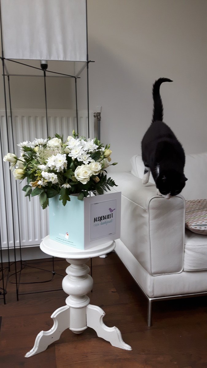 wenskaartvaas's tweet photo. #Cat Linky "helping" with fotoshoot #funnyanimals #cardvase #flowers https://t.co/ck8H1nzjb8
